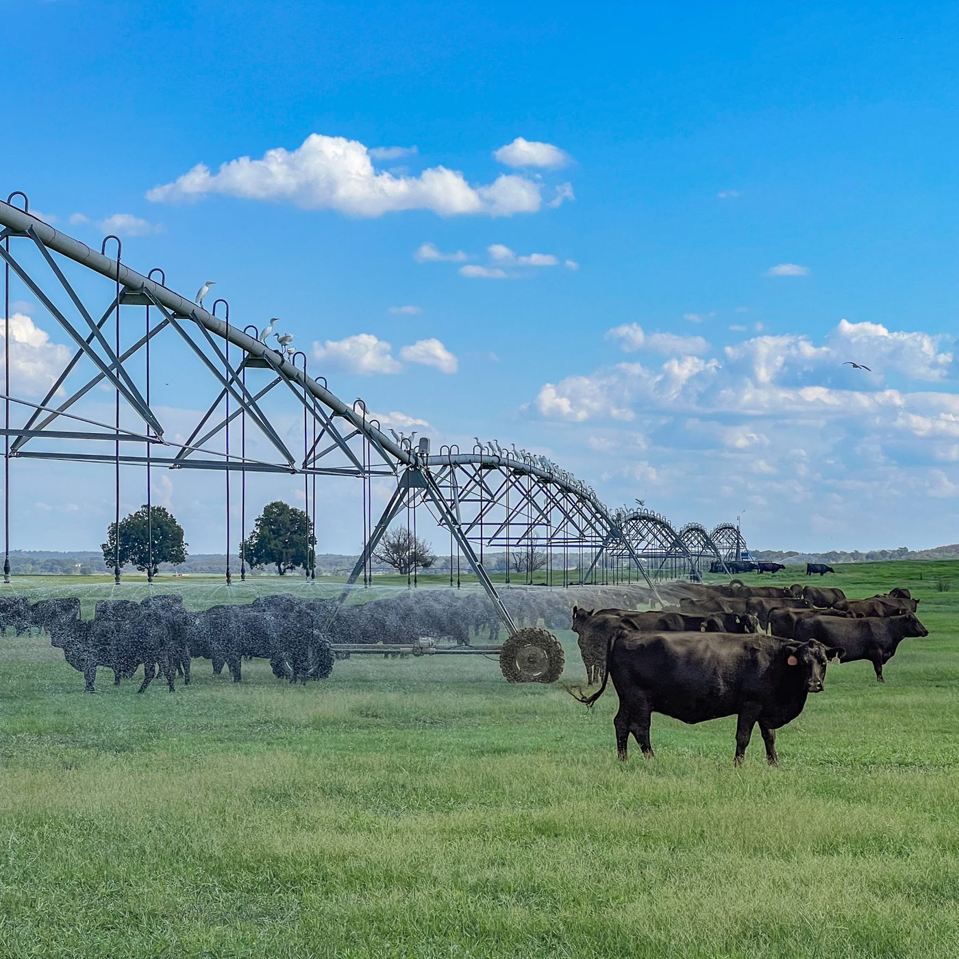 Cattle grazing under pivot irrigation on Texas pasture